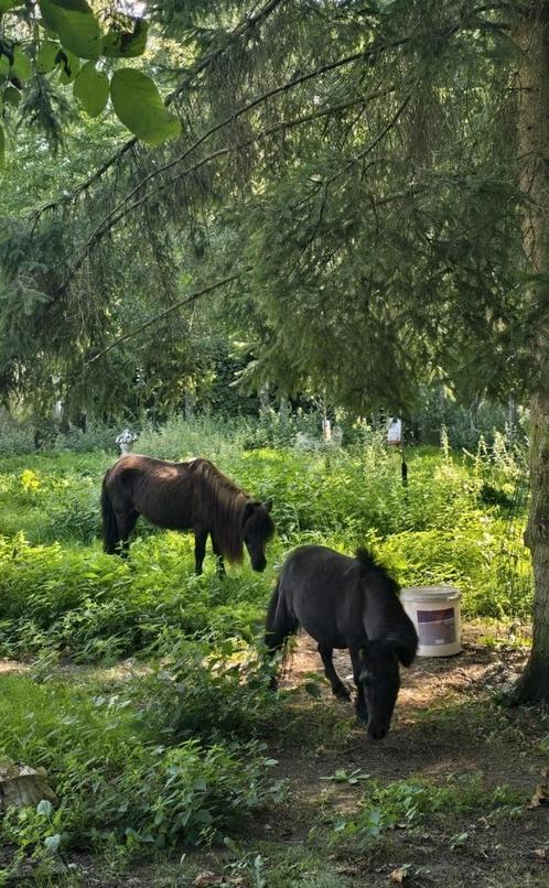 Wei gezocht winter Laren, Lummen, Dieren en Toebehoren, Stalling en Weidegang