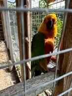 Plus de 20 espèces d'oiseaux à vendre, Animaux & Accessoires, Oiseaux | Perruches & Perroquets