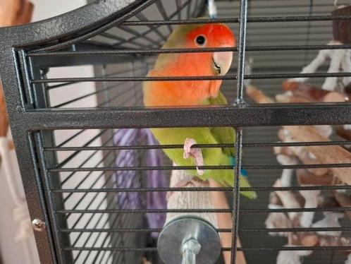 Gezocht: tamme oudere dwergpapegaai (agapornis roseicollis), Dieren en Toebehoren, Vogels | Parkieten en Papegaaien, Dwergpapegaai of Agapornis