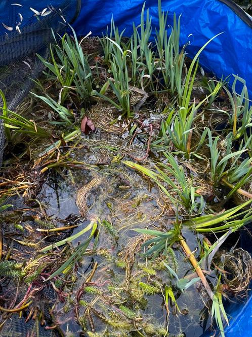 Scheuten van vijverplanten, Tuin en Terras, Vijver-toebehoren, Vijverfilter, Ophalen