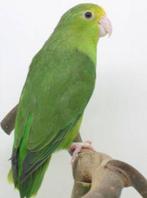 Forpus, Dieren en Toebehoren