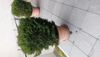 Gratis 3x palmboomjes in pot, Ophalen