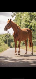 Springpaard 7 jaar, Dieren en Toebehoren, Paarden, Springpaard