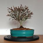 Acer palmatum 'kiyohime', Tuin en Terras, Halfschaduw, Vaste plant, Ophalen of Verzenden, Overige soorten