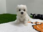 Nestjes Maltezer pups - kleine taille, Dieren en Toebehoren, België, Maltezer, CDV (hondenziekte), 8 tot 15 weken