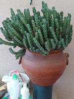 prachtige cactus exclusief bloempot, Ophalen, Cactus