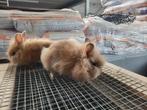 Dwergkonijntjes, Meerdere dieren, Klein, 0 tot 2 jaar