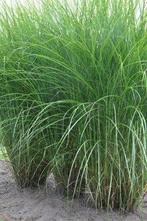 Miscanthus sinensis planten, Jardin & Terrasse, Plantes | Jardin, Automne, Enlèvement, Graminées ornementales, Plante fixe