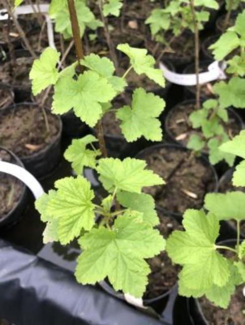 Bessenplant (Ribes rubrum = Bes, rode bes, aalbes), Tuin en Terras, Planten | Struiken en Hagen, Struik, Overige soorten, 100 tot 250 cm