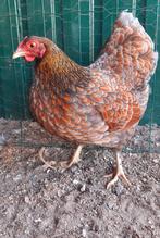 Wyandotte kriel kippen jonge hennen beschikbaar, Dieren en Toebehoren, Pluimvee, Kip, Vrouwelijk