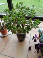 Crassula plant voor binnen, Huis en Inrichting, Kamerplanten, Ophalen
