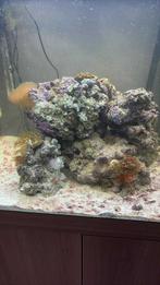 Levend steen, Dieren en Toebehoren, Vissen | Aquaria en Toebehoren, Ophalen, Zo goed als nieuw