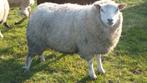schapen, Dieren en Toebehoren, Schapen, Geiten en Varkens