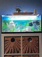 Aquarium d'eau douce, guppys,, Ophalen of Verzenden, Gebruikt, Gevuld zoetwateraquarium