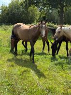 Mooie soringgefokte valkkleurige jaarling hengst mlet weg, Dieren en Toebehoren, Paarden, Springpaard, Gechipt, 0 tot 2 jaar, Hengst