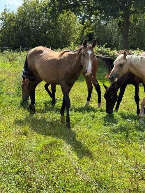 Mooie soringgefokte valkkleurige jaarling hengst mlet weg, Dieren en Toebehoren, Paarden, Hengst, Onbeleerd, 165 tot 170 cm, 0 tot 2 jaar