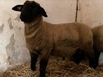 Suffolk ram lam te koop, Dieren en Toebehoren, Schaap, Mannelijk, 0 tot 2 jaar