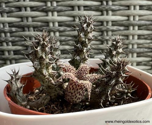 Stapelianthus Decaryi, Maison & Meubles, Plantes d'intérieur, Plante succulente, Moins de 100 cm, Envoi