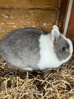 Prachtige jonge bonte blauwoog kleurdwerg voedster, Dieren en Toebehoren, Konijnen