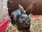 Vlaamse Reus/Lotharinger kruising, Animaux & Accessoires, Lapins
