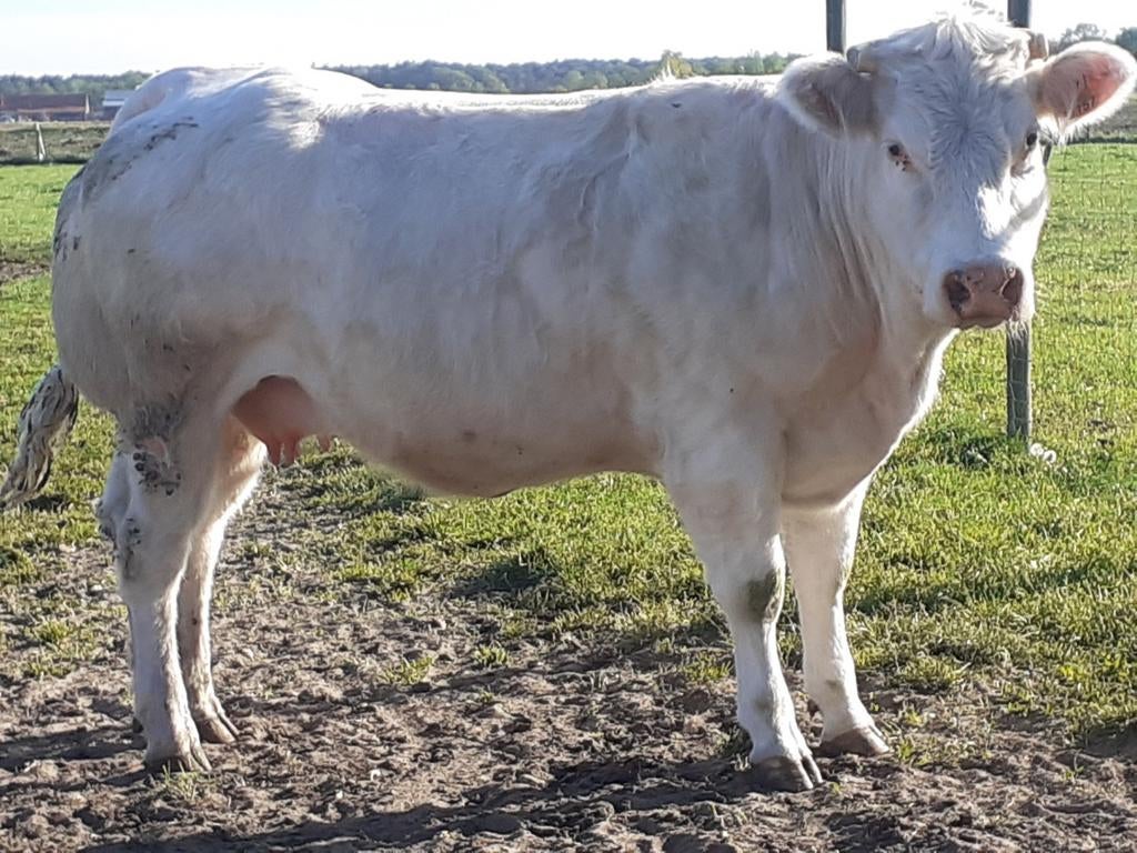 Wit Blauwe drachtige dikbil vaars., Dieren en Toebehoren, Schapen, Geiten en Varkens