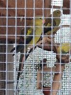 Bergparkieten 2025, Dieren en Toebehoren, Meerdere dieren, Parkiet