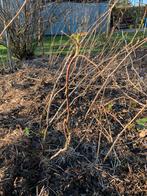 Plants de framboisiers remontants, Jardin & Terrasse, Enlèvement, Été, Plante fixe, Plantes fruitières