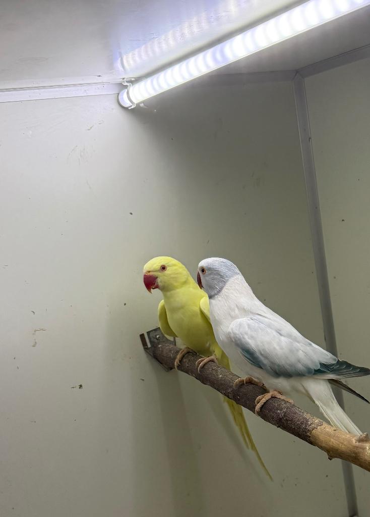 Kweekkoppel halsbandparkieten, Parkiet, Geringd