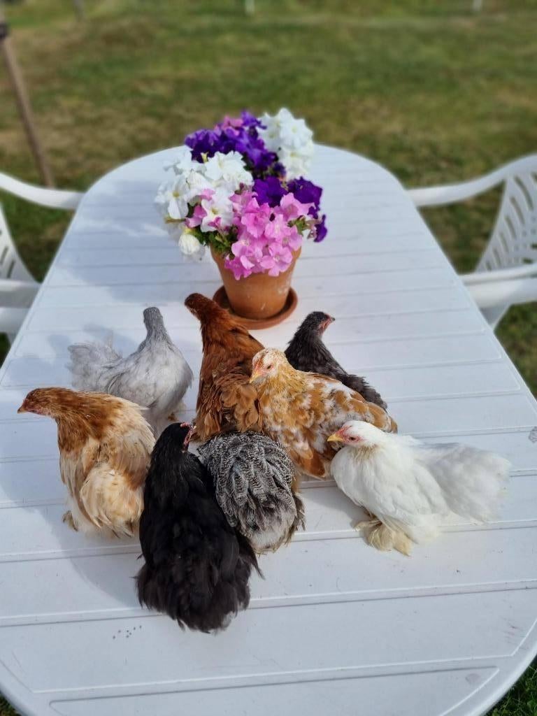 Cochinkriel broedeitjes, Animaux & Accessoires, Volatiles, Poule ou poulet, Plusieurs animaux