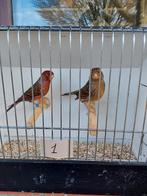 Kanaries, Animaux & Accessoires