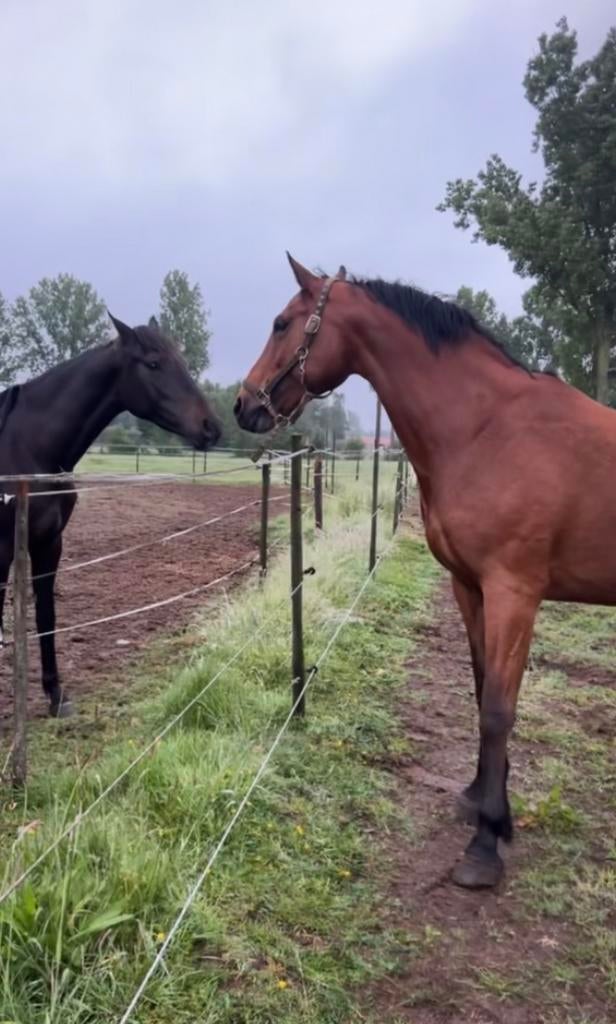 Merrie te koop, Dieren en Toebehoren, Merrie, Zadelmak, Springpaard