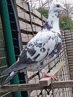 Duif november 2025, Animaux & Accessoires, Oiseaux | Pigeons, Pigeon voyageur