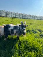 Dwerggeit bokje, Dieren en Toebehoren, Schapen, Geiten en Varkens, Mannelijk, Geit, 0 tot 2 jaar
