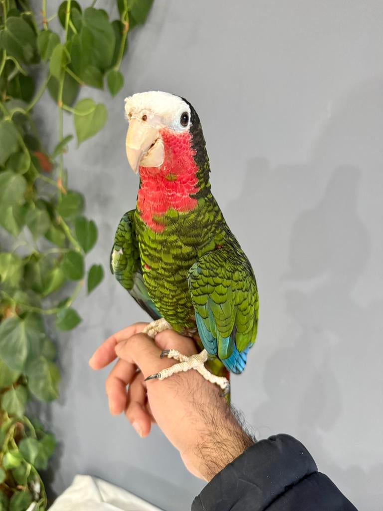 Amazone cuba mâle super apprivoisée, Animaux & Accessoires, Oiseaux | Perruches & Perroquets, Mâle