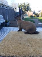 Vlinder konijnen 9weken oud 20), Dieren en Toebehoren