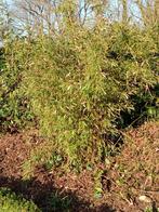 Gratis bamboe, Ophalen