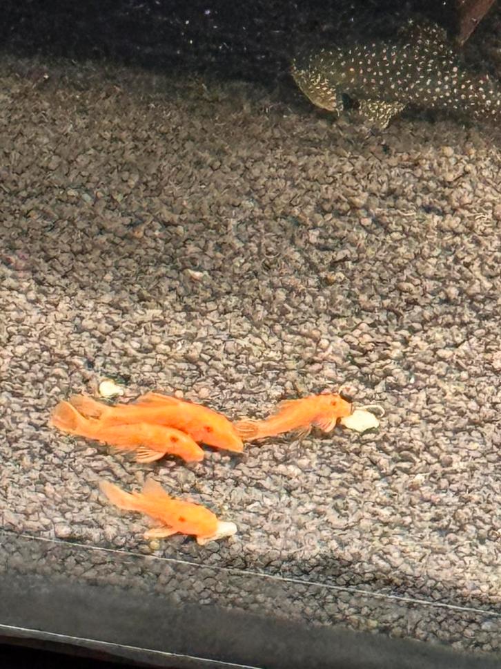 Rode ancistrussen (super red), Dieren en Toebehoren, Vissen | Aquariumvissen