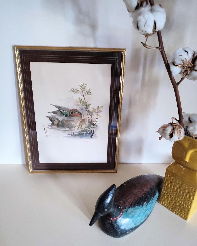 Anas Crecca (eend), kunstdruk getekend Mads Stage, Gebruikt, Papier/karton, Decoratieobject, Ophalen of Verzenden