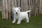 Prachtige West Highland White Terriërs (Westie) met stamboom, Parvo, België, Overige rassen, 8 tot 15 weken