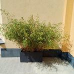 Grand bac "Deroma Millenium "avec son bambou., Synthétique, Enlèvement, Utilisé, Rectangulaire