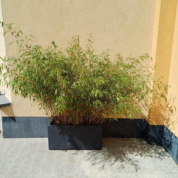 Deroma grote kuip met bamboe - set voor terras/tuindecoratie, Tuin en Terras, Bloembakken en Plantenbakken, Gebruikt, Kunststof