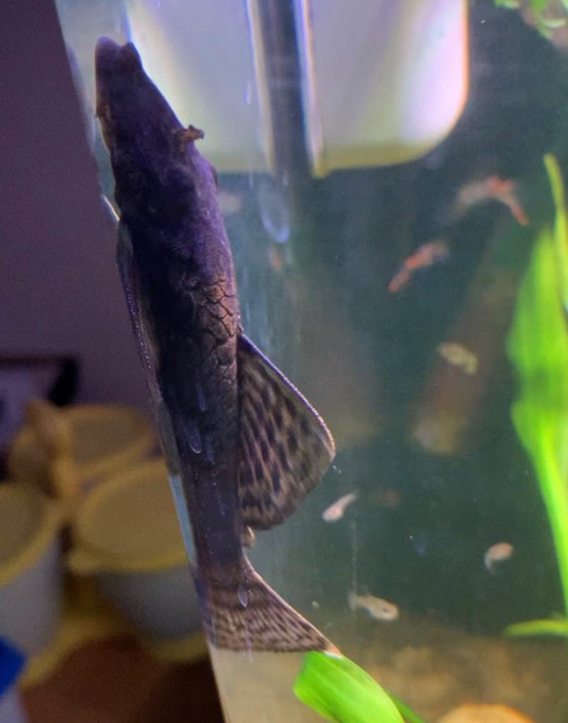 Pleco/Ancistrus vis, Animaux & Accessoires, Poissons | Poissons d'aquarium, Autres types, Poisson d'eau douce