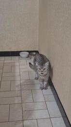 Britse korthaar poes bijna 11 maanden, Chatte ou Chat, Avec pedigree, 0 à 2 ans