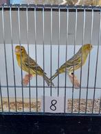 Kanaries, Dieren en Toebehoren