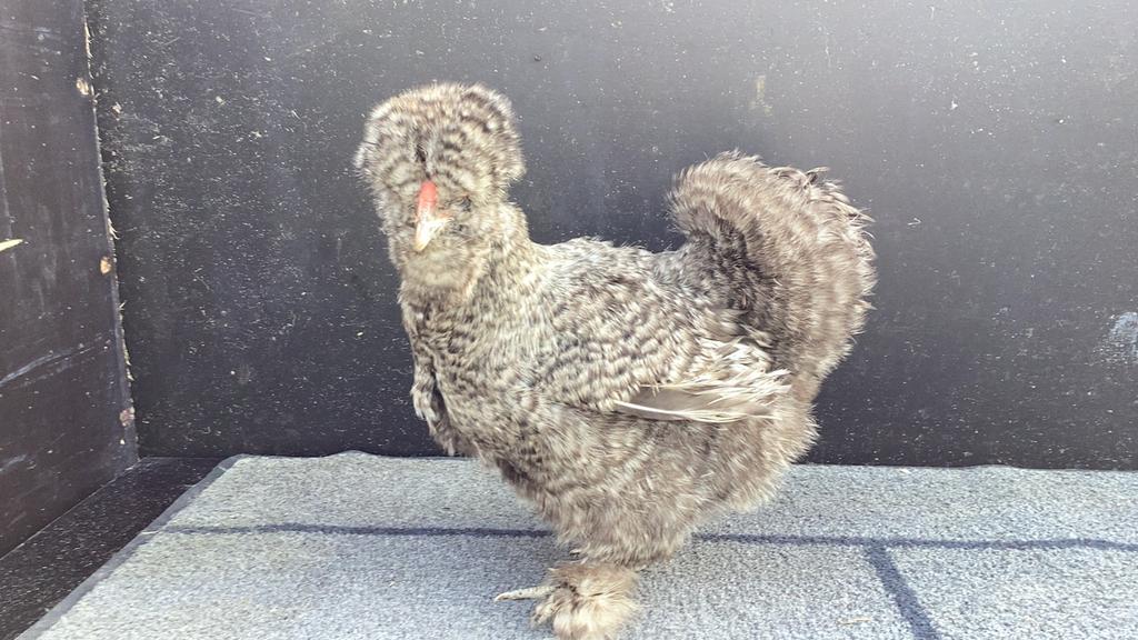 USA zijdehoen Broedeitjes, Dieren en Toebehoren