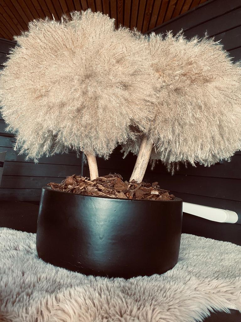 Luxe pampas decoratie - exclusieve eyecatcher, Enlèvement, Neuf