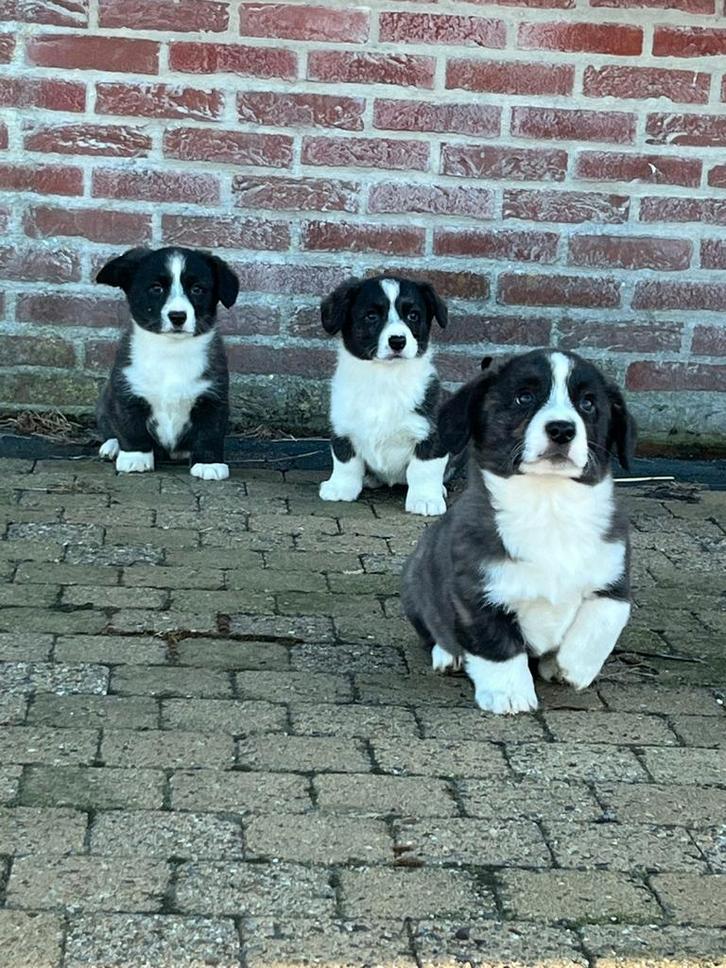 Prachtige corgi pups, Dieren en Toebehoren, Honden | Herdershonden en Veedrijvers, Meerdere dieren, Overige rassen, Fokker | Hobbymatig