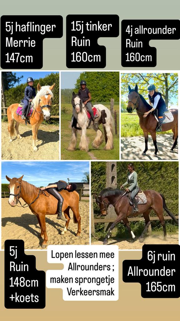 5 toppers, Dieren en Toebehoren, Meerdere dieren