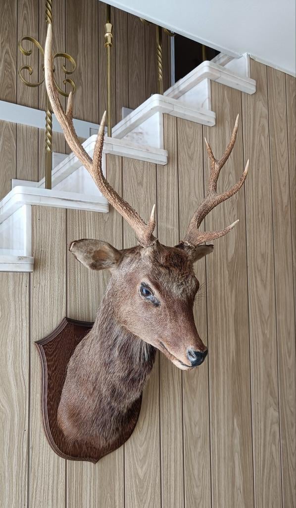 Groot taxidermie edelhert, Ophalen