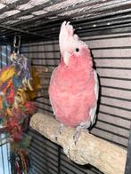 Rose kaketoe, Dieren en Toebehoren